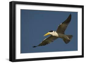 Large-Billed Tern-Joe McDonald-Framed Photographic Print