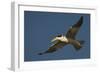 Large-Billed Tern-Joe McDonald-Framed Photographic Print