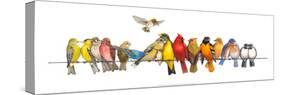 Large Bird Menagerie-Wendy Russell-Stretched Canvas