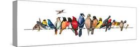 Large Bird Menagerie-Wendy Russell-Stretched Canvas