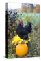 Large Black Australorp Rooster Atop Pumpkin in Autumn Garden, Higganum-Lynn M^ Stone-Stretched Canvas