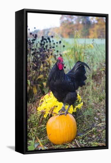 Large Black Australorp Rooster Atop Pumpkin in Autumn Garden, Higganum-Lynn M^ Stone-Framed Stretched Canvas