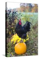Large Black Australorp Rooster Atop Pumpkin in Autumn Garden, Higganum-Lynn M^ Stone-Stretched Canvas