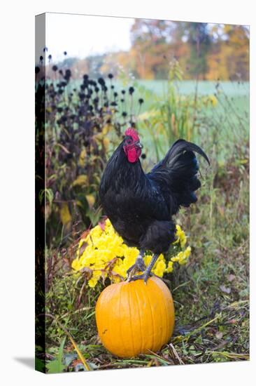 Large Black Australorp Rooster Atop Pumpkin in Autumn Garden, Higganum-Lynn M^ Stone-Stretched Canvas