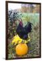 Large Black Australorp Rooster Atop Pumpkin in Autumn Garden, Higganum-Lynn M^ Stone-Framed Photographic Print