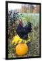 Large Black Australorp Rooster Atop Pumpkin in Autumn Garden, Higganum-Lynn M^ Stone-Framed Photographic Print