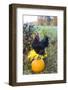 Large Black Australorp Rooster Atop Pumpkin in Autumn Garden, Higganum-Lynn M^ Stone-Framed Photographic Print