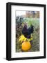 Large Black Australorp Rooster Atop Pumpkin in Autumn Garden, Higganum-Lynn M^ Stone-Framed Photographic Print