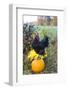 Large Black Australorp Rooster Atop Pumpkin in Autumn Garden, Higganum-Lynn M^ Stone-Framed Photographic Print