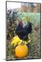 Large Black Australorp Rooster Atop Pumpkin in Autumn Garden, Higganum-Lynn M^ Stone-Mounted Photographic Print