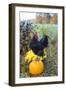 Large Black Australorp Rooster Atop Pumpkin in Autumn Garden, Higganum-Lynn M^ Stone-Framed Photographic Print