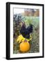 Large Black Australorp Rooster Atop Pumpkin in Autumn Garden, Higganum-Lynn M^ Stone-Framed Photographic Print