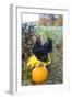 Large Black Australorp Rooster Atop Pumpkin in Autumn Garden, Higganum-Lynn M^ Stone-Framed Photographic Print