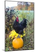 Large Black Australorp Rooster Atop Pumpkin in Autumn Garden, Higganum-Lynn M^ Stone-Mounted Photographic Print