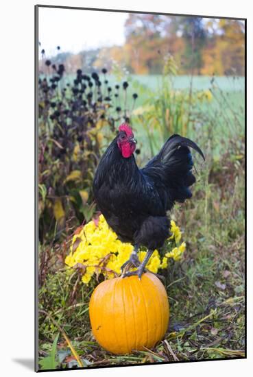 Large Black Australorp Rooster Atop Pumpkin in Autumn Garden, Higganum-Lynn M^ Stone-Mounted Photographic Print