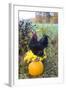 Large Black Australorp Rooster Atop Pumpkin in Autumn Garden, Higganum-Lynn M^ Stone-Framed Photographic Print