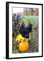 Large Black Australorp Rooster Atop Pumpkin in Autumn Garden, Higganum-Lynn M^ Stone-Framed Photographic Print