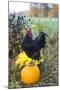 Large Black Australorp Rooster Atop Pumpkin in Autumn Garden, Higganum-Lynn M^ Stone-Mounted Photographic Print