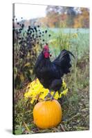 Large Black Australorp Rooster Atop Pumpkin in Autumn Garden, Higganum-Lynn M^ Stone-Stretched Canvas