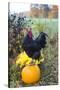 Large Black Australorp Rooster Atop Pumpkin in Autumn Garden, Higganum-Lynn M^ Stone-Stretched Canvas