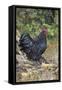 Large Black Australorp Rooster in Old Garden, October, Higganum, Connecticut, USA-Lynn M^ Stone-Framed Stretched Canvas