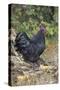 Large Black Australorp Rooster in Old Garden, October, Higganum, Connecticut, USA-Lynn M^ Stone-Stretched Canvas