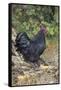 Large Black Australorp Rooster in Old Garden, October, Higganum, Connecticut, USA-Lynn M^ Stone-Framed Stretched Canvas