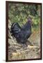 Large Black Australorp Rooster in Old Garden, October, Higganum, Connecticut, USA-Lynn M^ Stone-Framed Photographic Print