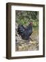 Large Black Australorp Rooster in Old Garden, October, Higganum, Connecticut, USA-Lynn M^ Stone-Framed Photographic Print