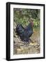 Large Black Australorp Rooster in Old Garden, October, Higganum, Connecticut, USA-Lynn M^ Stone-Framed Photographic Print