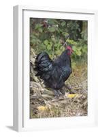 Large Black Australorp Rooster in Old Garden, October, Higganum, Connecticut, USA-Lynn M^ Stone-Framed Photographic Print