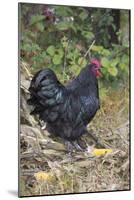 Large Black Australorp Rooster in Old Garden, October, Higganum, Connecticut, USA-Lynn M^ Stone-Mounted Photographic Print