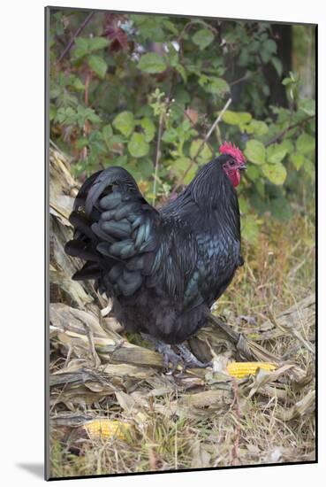 Large Black Australorp Rooster in Old Garden, October, Higganum, Connecticut, USA-Lynn M^ Stone-Mounted Photographic Print