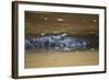 Large Black Cayman, Manu National Park, UNESCO World Heritage Site, Peru, South America-Peter Groenendijk-Framed Photographic Print