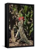 Large Black Ctenosaur or Iguana Negra Eating Red Hibiscus Flower Near Nosara-Rob Francis-Framed Stretched Canvas