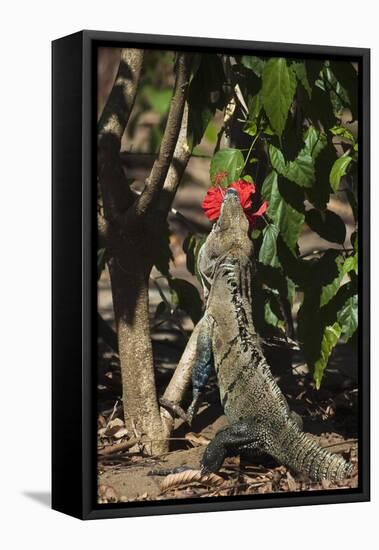 Large Black Ctenosaur or Iguana Negra Eating Red Hibiscus Flower Near Nosara-Rob Francis-Framed Stretched Canvas