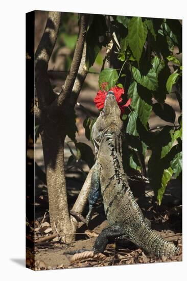 Large Black Ctenosaur or Iguana Negra Eating Red Hibiscus Flower Near Nosara-Rob Francis-Stretched Canvas