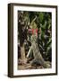 Large Black Ctenosaur or Iguana Negra Eating Red Hibiscus Flower Near Nosara-Rob Francis-Framed Premium Photographic Print