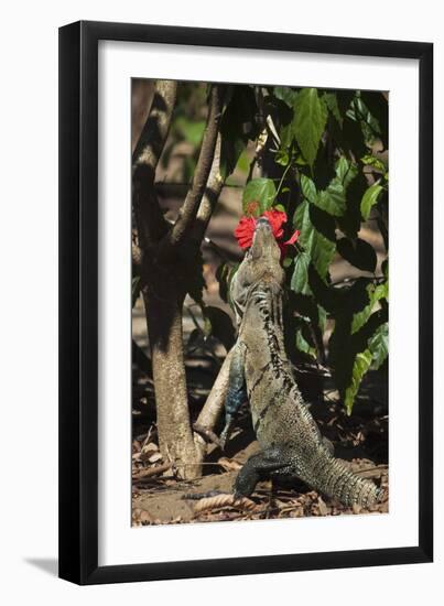 Large Black Ctenosaur or Iguana Negra Eating Red Hibiscus Flower Near Nosara-Rob Francis-Framed Premium Photographic Print