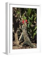 Large Black Ctenosaur or Iguana Negra Eating Red Hibiscus Flower Near Nosara-Rob Francis-Framed Photographic Print