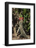 Large Black Ctenosaur or Iguana Negra Eating Red Hibiscus Flower Near Nosara-Rob Francis-Framed Photographic Print