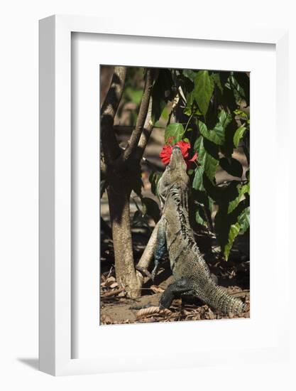 Large Black Ctenosaur or Iguana Negra Eating Red Hibiscus Flower Near Nosara-Rob Francis-Framed Photographic Print