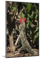 Large Black Ctenosaur or Iguana Negra Eating Red Hibiscus Flower Near Nosara-Rob Francis-Mounted Photographic Print