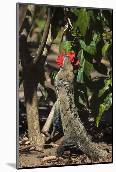 Large Black Ctenosaur or Iguana Negra Eating Red Hibiscus Flower Near Nosara-Rob Francis-Mounted Photographic Print