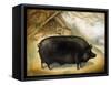 Large Black Pig-Porter Design-Framed Stretched Canvas