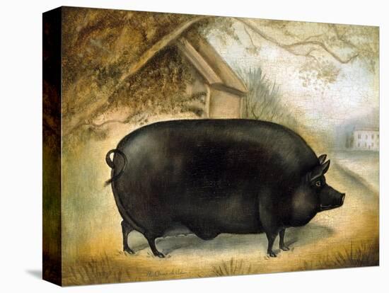 Large Black Pig-Porter Design-Stretched Canvas