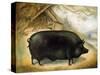 Large Black Pig-Porter Design-Stretched Canvas