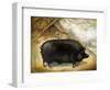 Large Black Pig-Porter Design-Framed Giclee Print