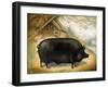 Large Black Pig-Porter Design-Framed Giclee Print