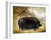 Large Black Pig-Porter Design-Framed Giclee Print
